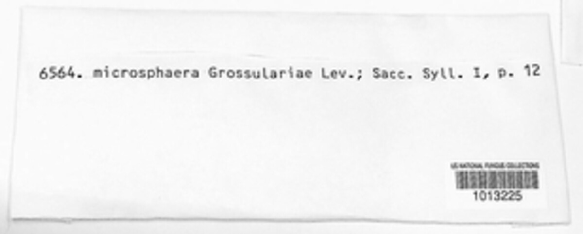 Microsphaera grossulariae image